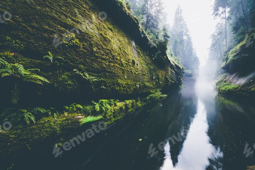 Preview: Forest landscape in Kamnitz Gorge in the Czech Republic