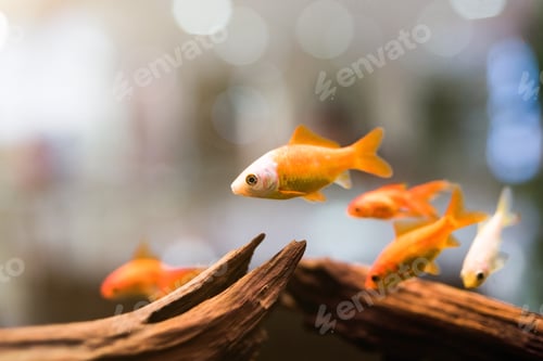 Preview: group of golden fish through the glass