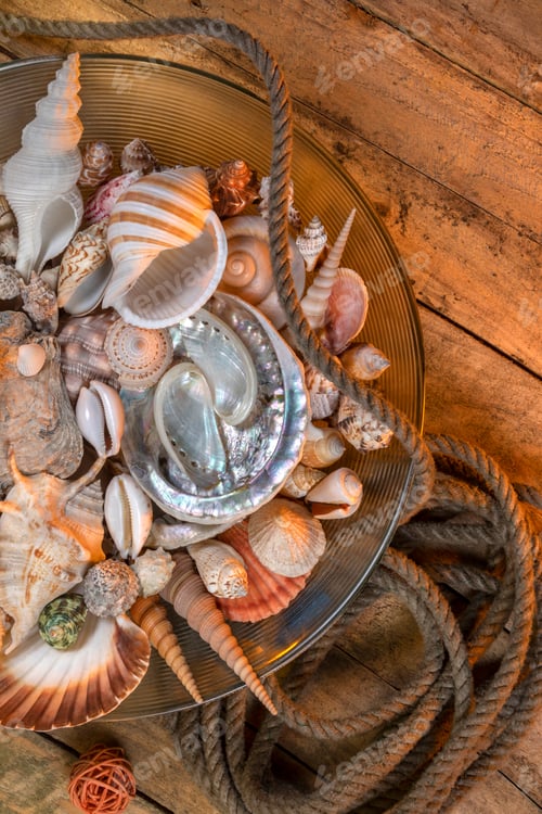 Preview: Beachcombing - Seashell Collection