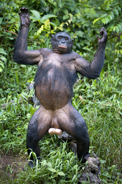 Preview: Vertical shot of a funny bonobo chimpanzee in the wilderness in Democratic Republic of the Congo