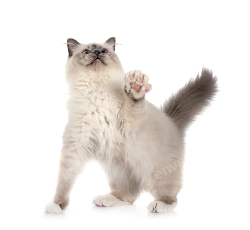 Preview: birman cat in studio