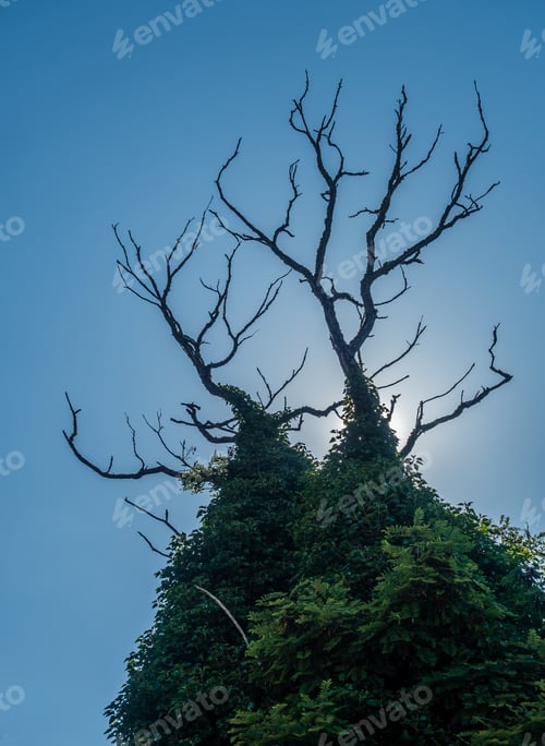 Preview: Bare Branches With The Sun Behind.