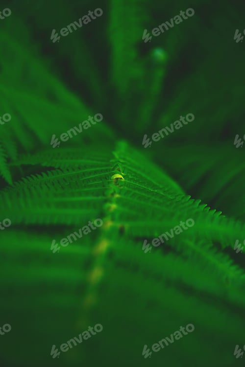 Preview: Green fern leaves. Top view. Nature background.