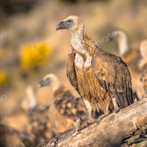 Preview: Griffon vulture perched