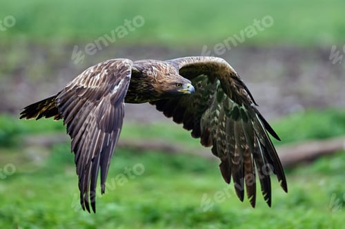 Preview: Golden eagle (Aquila chrysaetos)