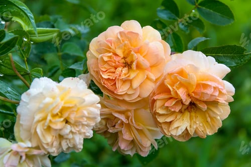 Preview: Close-up of garden rose Port Sunlight