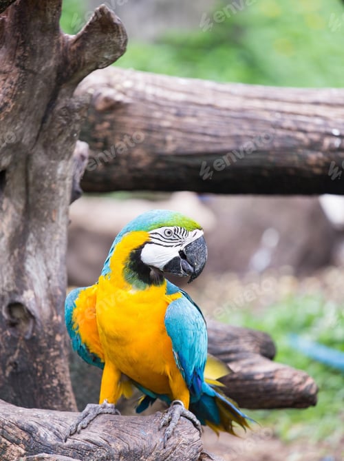 Preview: bird, parrot, Scarlet, Macaw