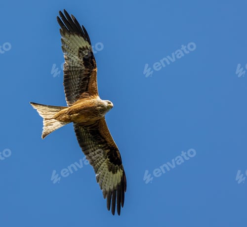 Preview: red kite bird soaring in the clear blue sky with wings fully spread.