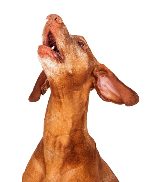 Preview: An adult Vizsla dog looking up and barking
