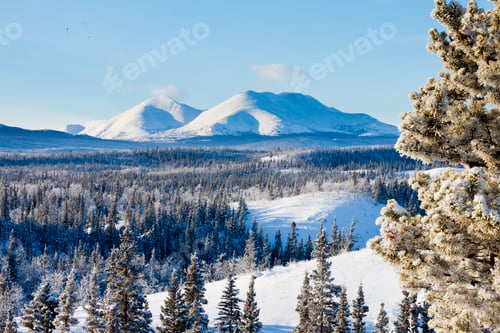 Preview: Taiga winter snow landscape Yukon Territory Canada
