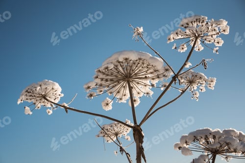 Preview: flower of cow parsnip under snow on blue sky background in winter