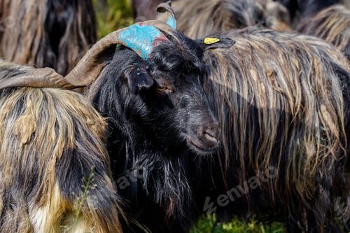 Preview: Chyangra Sales for the Dashain Festival in Nepal