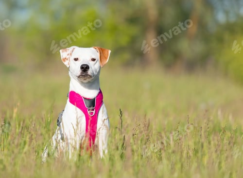 Preview: White with red dog in pink harness sitting in the grass. Dog without breed. Mutt dog. Adopted pet