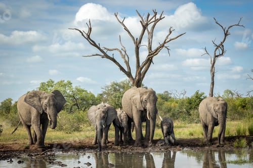 Preview: A breeding herd of elephants, Loxodonta africana, drinking at a dam.
