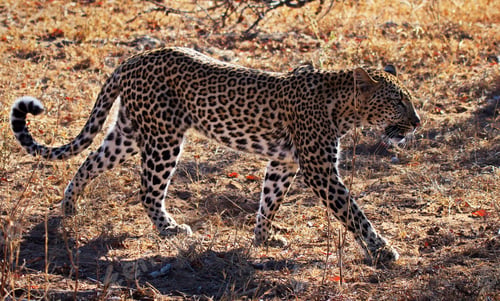 Preview: A Best wildlife tours in the world