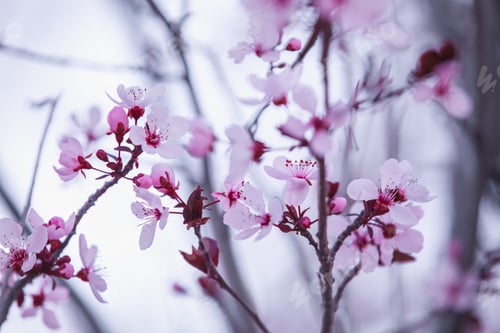 Preview: Ornamental plum blossoms (a.k.a. purple leaf plum blossoms)