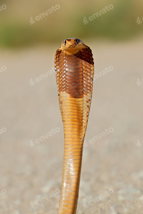 Preview: Defensive Cape cobra - Kalahari desert