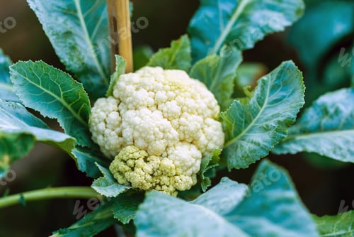 Preview: Cauliflower growing in the field