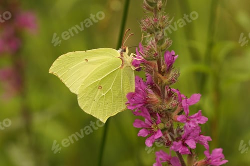 Preview: Closeup of Brimstone Butterfly (Gonepteryx rhamni)