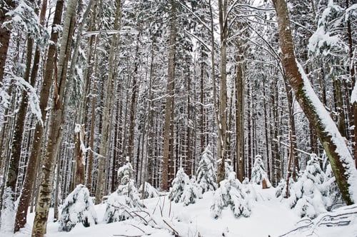 Preview: Huge pine trees forest covered by snow. Majestic winter landscapes.
