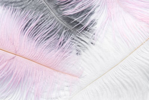 Preview: Background with soft colorfull feathers on white