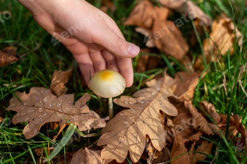 Preview: Children's hands touch a mushroom and autumn maple leaves