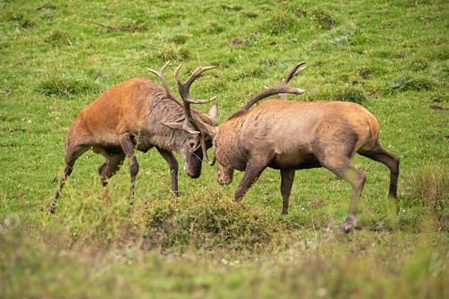 Preview: Red deer, cervus elaphus, fight during the rut