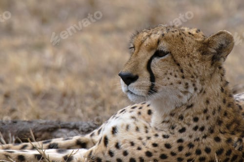 Preview: Cheetah (Acinonyx jubatus), Masai Mara, Kenya