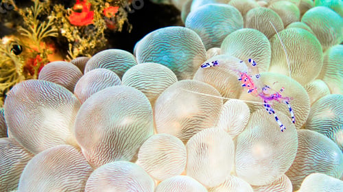 Preview: Sravasti Anemone Shrimp, Sulawesi