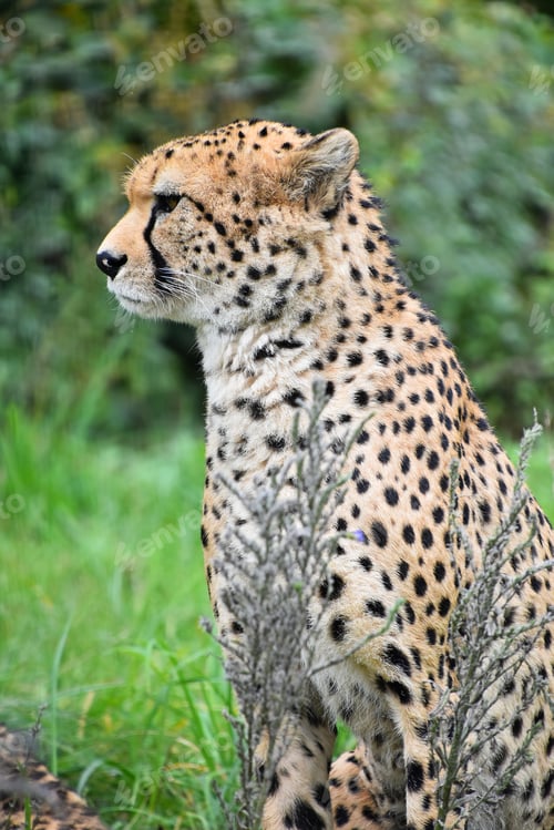 Preview: Close up profile portrait of cheetah