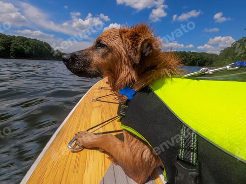 Preview: Dog in a Life Jacket