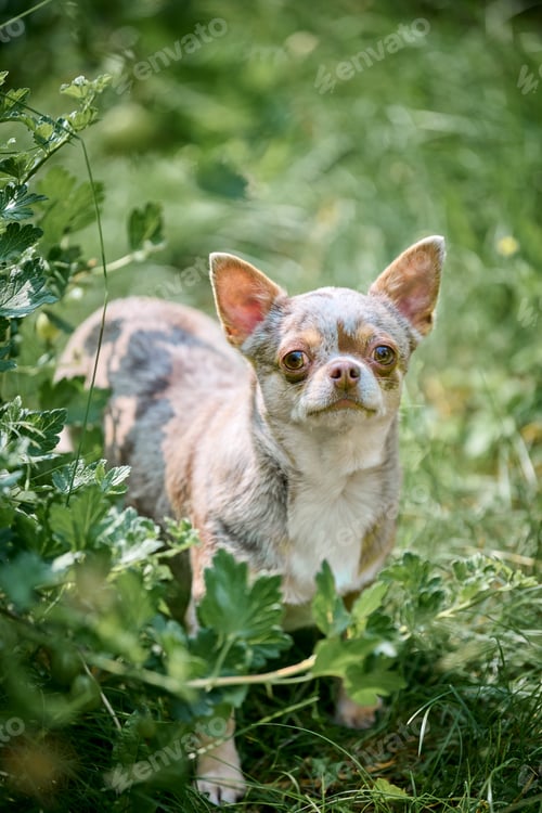 Preview: Chihuahua posing amidst lush greenery