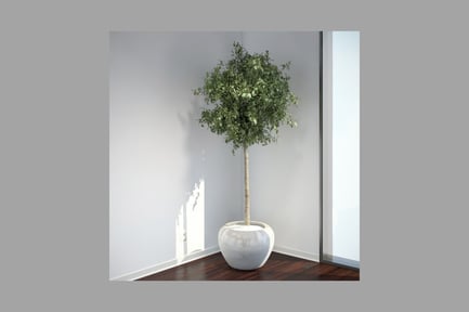 Preview: Potted tree and vases in a room corner