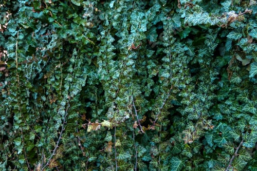 Preview: A wall of climber common ivy. Green floral background
