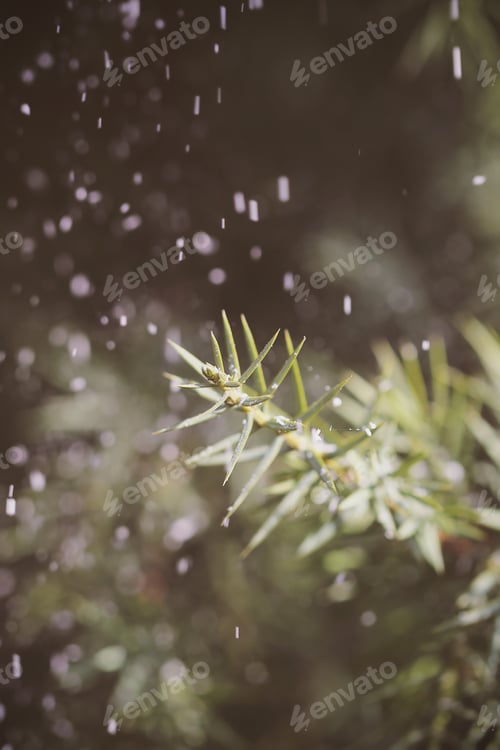 Preview: Spruce And Snow On A Sunny Bright Day