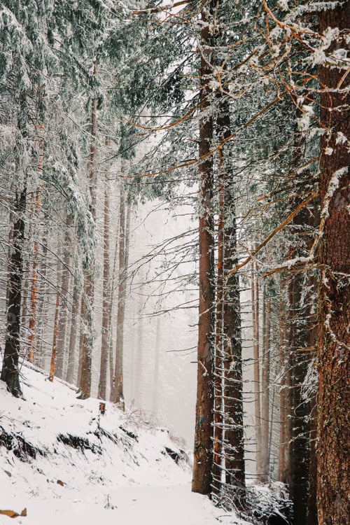 Preview: Winter forest trail