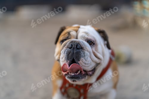 Preview: Happy bulldog smiling and panting in the park