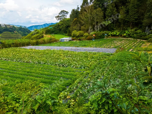 Preview: Growing vegetables on the farm in Cameron Highlands, Malaysia.