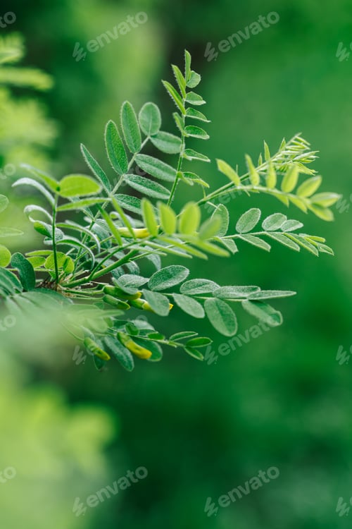 Preview: Nature of green leaf in garden at summer.