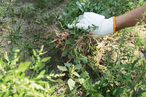 Preview: A hand removes weeds in the garden. Gardening concept.