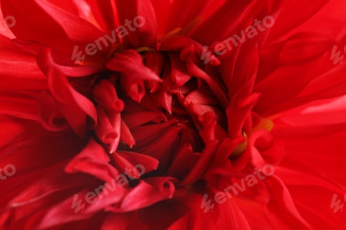 Preview: Beautiful red dahlia flower, closeup view. Floral decoration