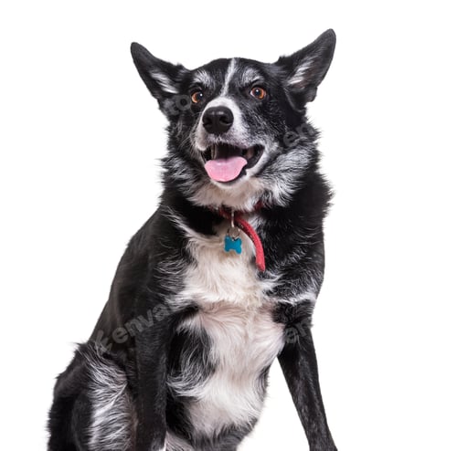 Preview: Border Collie dog sitting and panting, cut out