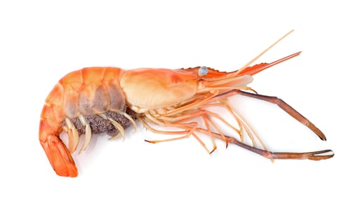 Vista previa: Boiled shrimp isolated on white background