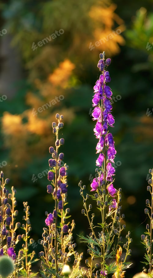 Preview: Colorful foxgloves - digitalis purpurea