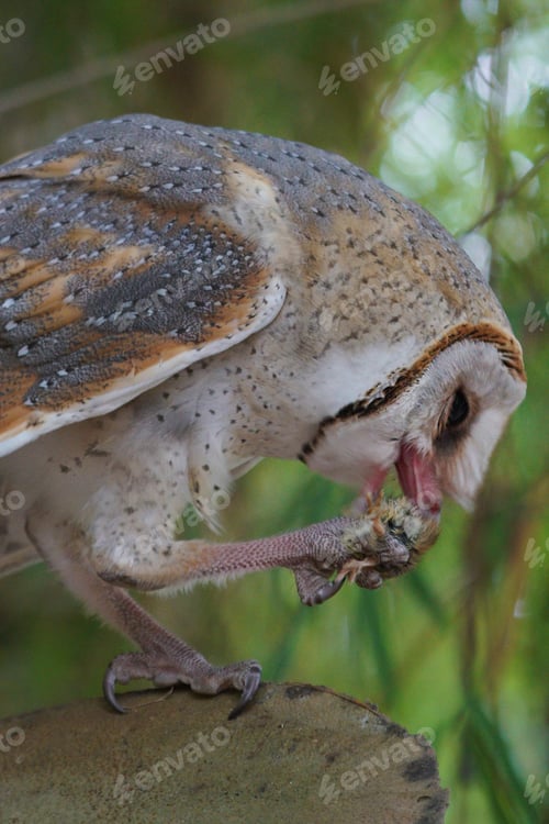 Preview: Barn Owl eating while standing on log at dawn (Tyto alba)