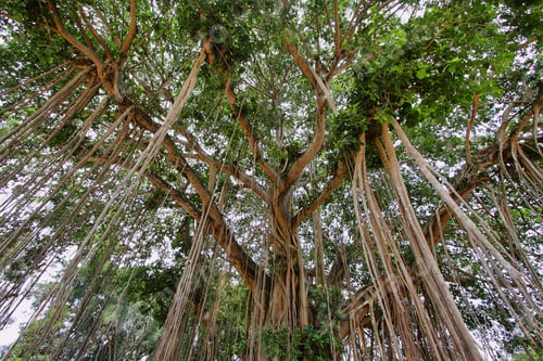 Preview: Very big banyan tree in Java island