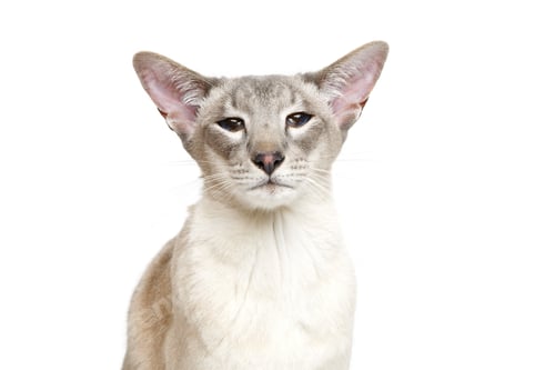 Preview: Beautiful oriental siam cat