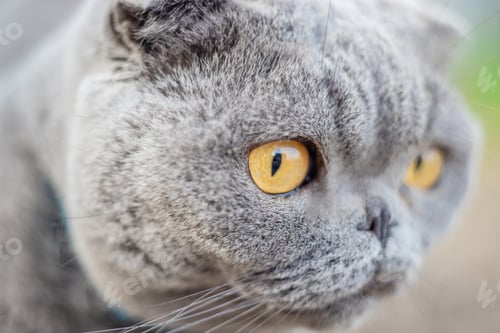 Preview: cat