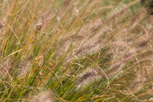 Preview: Natural autumn background. Abstract background of dried ornamental herbs