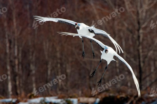 Preview: Japanese cranes, Hokkaido, Japan